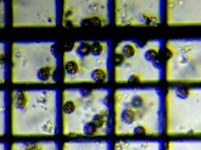 fig.08 �^�}�q�Q�}����