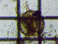 fig.09 �f�B�t���M�A��