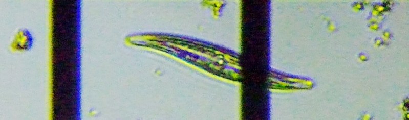 fig.01 �t�i�K�^�P�C�\�E��