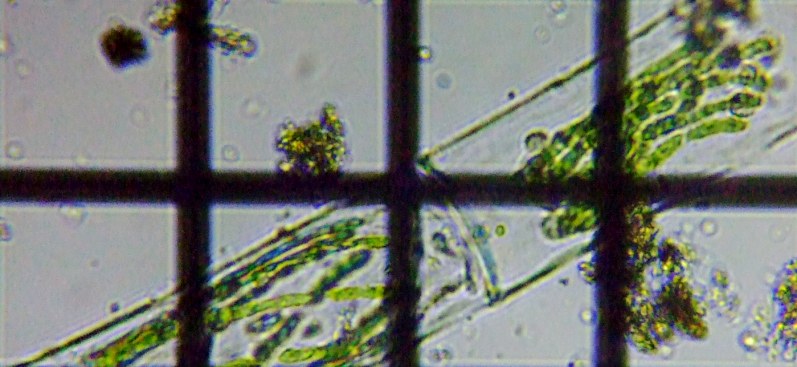 fig.06 �z�V�~�h����