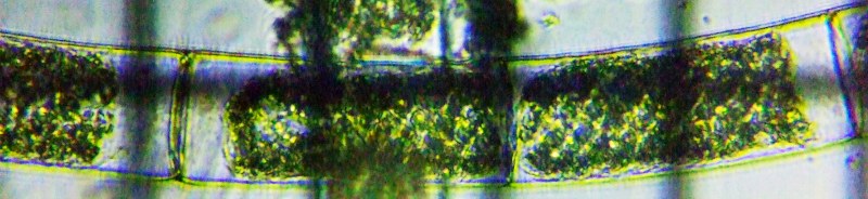 fig.07 �z�V�~�h����