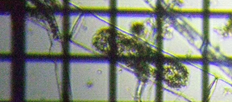 fig.08 �z�V�~�h����