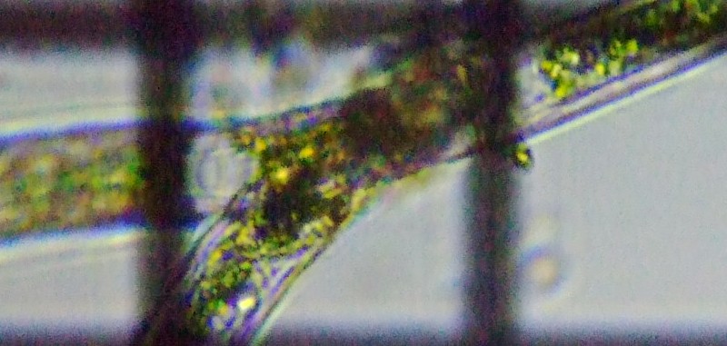 fig.09 �z�V�~�h����