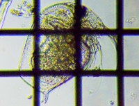 fig.01 �]�E�~�W���R