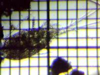 fig.02 �P���~�W���R��