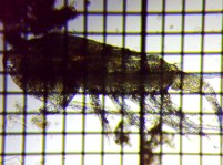 fig.03 �q�Q�i�K�P���~�W���R��