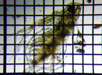 fig.04 �I�I�A�^�}�~�W���R