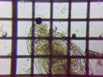 fig.05 �J�u�g�~�W���R�i���j