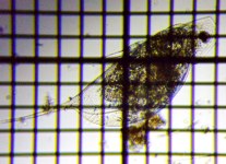 fig.06 �J�u�g�~�W���R�i�ہj