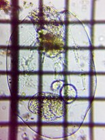 fig.07 �t�N�������V