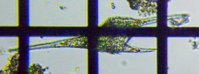 fig.12 �c�m�I�r���V