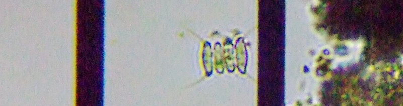 fig.02 �Z�l�f�X���X�i�Α��j