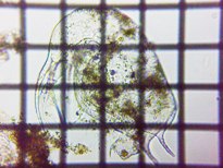 fig.01 �]�E�~�W���R�i�k�j