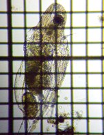 fig.02 �I�I�A�^�}�~�W���R