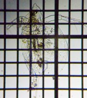 fig.03 �J�u�g�~�W���R