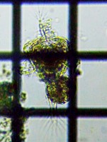 fig.05 �~�W���R�����V