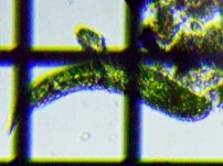 fig.07 ���[�O���i��