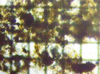 fig.09 �f�g���^�X