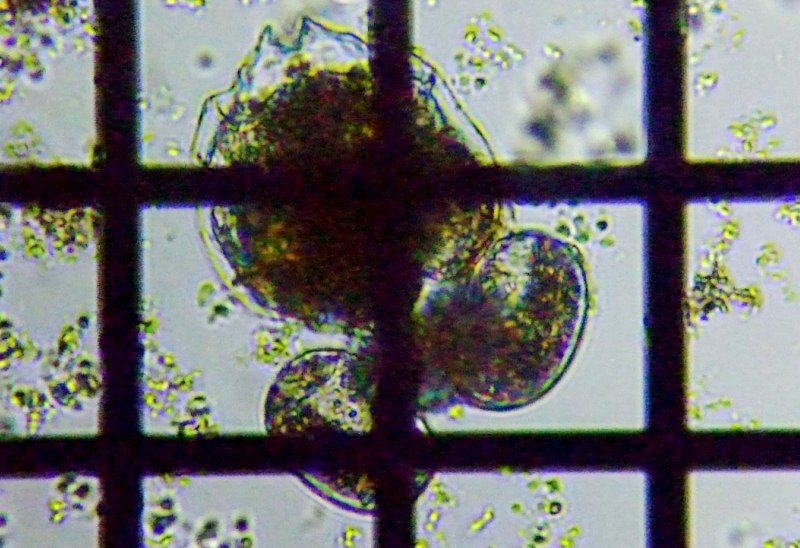 fig.01 �R�K�^�c�{�����V