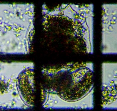 fig.03 �R�K�^�c�{�����V