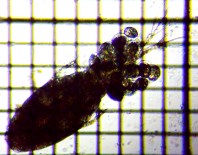 fig.01 �P���~�W���R��