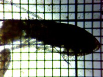 fig.02 �q�Q�i�K�P���~�W���R��