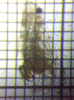 fig.03 �I�I�A�^�}�~�W���R