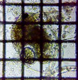 fig.04 �q���l�R�[�~�W���R