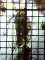 fig.05 �J�u�g�~�W���R�i���j