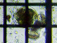 fig.06 �R�K�^�c�{�����V