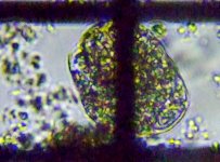 fig.07 �s�ځi�����V�j