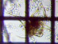 fig.08 �~�W���R�����V