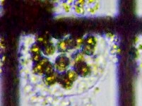 fig.10 �^�}�q�Q�}����