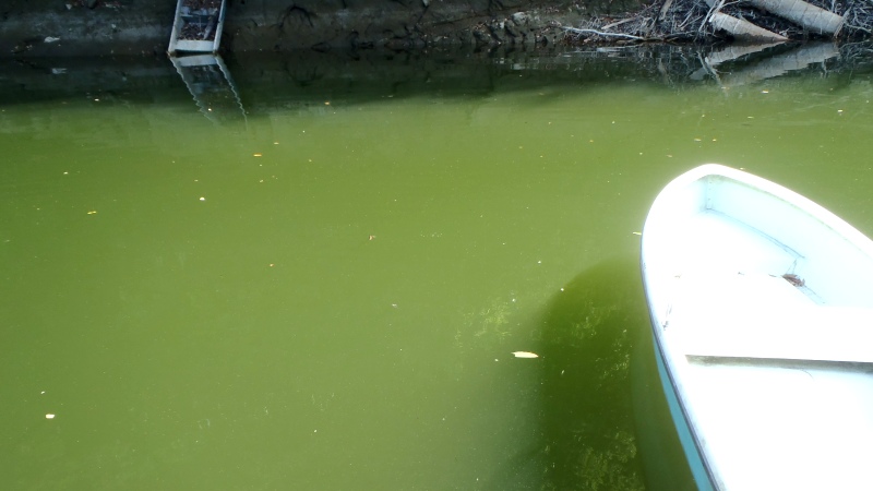 fig.00 �T�R�΁i�ΔȂ̏h�΂����ƎV���j