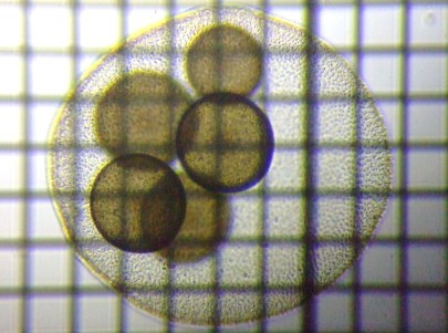 fig.02 �{���{�b�N�X��