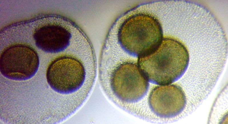 fig.03 �{���{�b�N�X��