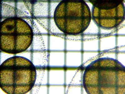 fig.04 �{���{�b�N�X��