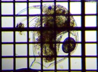 fig.01 �]�E�~�W���R