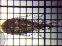 fig.02 �P���~�W���R��