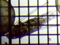 fig.03 �q�Q�i�K�P���~�W���R��