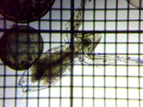 fig.04 �I�I�A�^�}�~�W���R