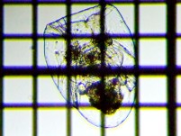 fig.05 �t�N�������V