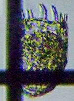 fig.06 �J���m�R�E�����V