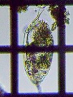 fig.07 �t�^�c�m�l�Y�~�����V