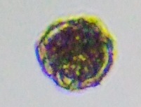 fig.09 �E�Y�I�r���V��