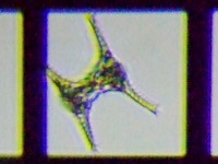 fig.13 �c�d�~���Ȃ̈��