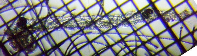 fig.01 �t�T�J���i�S�́j