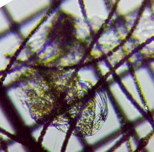 fig.02 �t�T�J���i�����j