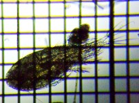 fig.01 �P���~�W���R��