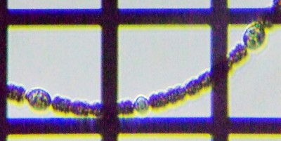 fig.02 �A�i�x�i